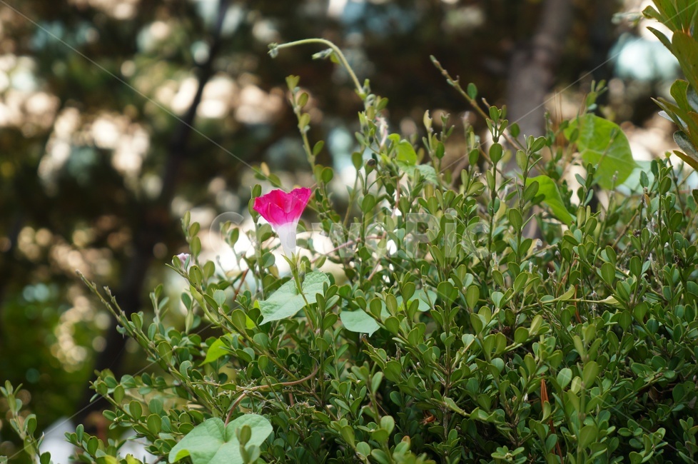 나팔꽃,모닝글로리,견우화,morningglory,덩굴식물,메꽃과,일년생초본,식물,자연,plants,nature,꽃,flower