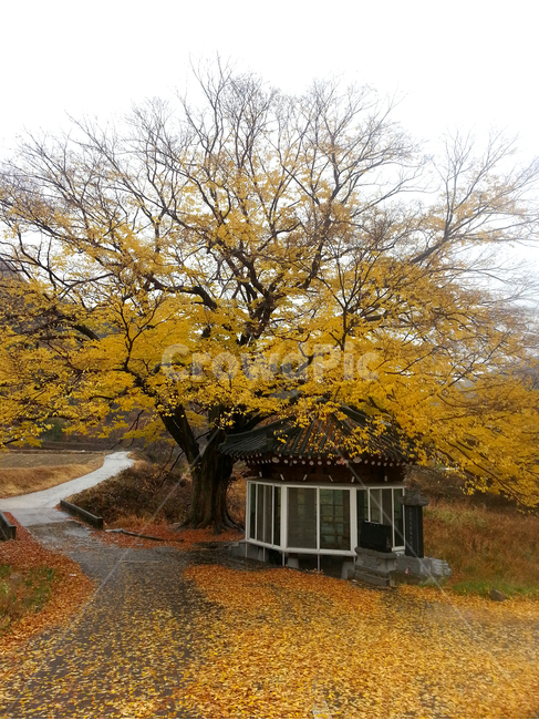 가을,가을비,노랑,단풍,노거수,고목,정자,한국,KOREA,Koreafallfoliage,가을,계절,fall,autumn,season,tree,나무,plant,식물