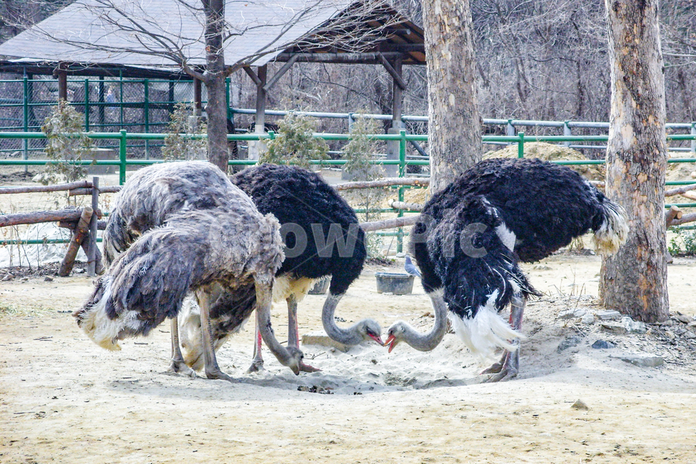 동물원,타조,새,무리,그룹,동물,동물,animal,조류,새,birds