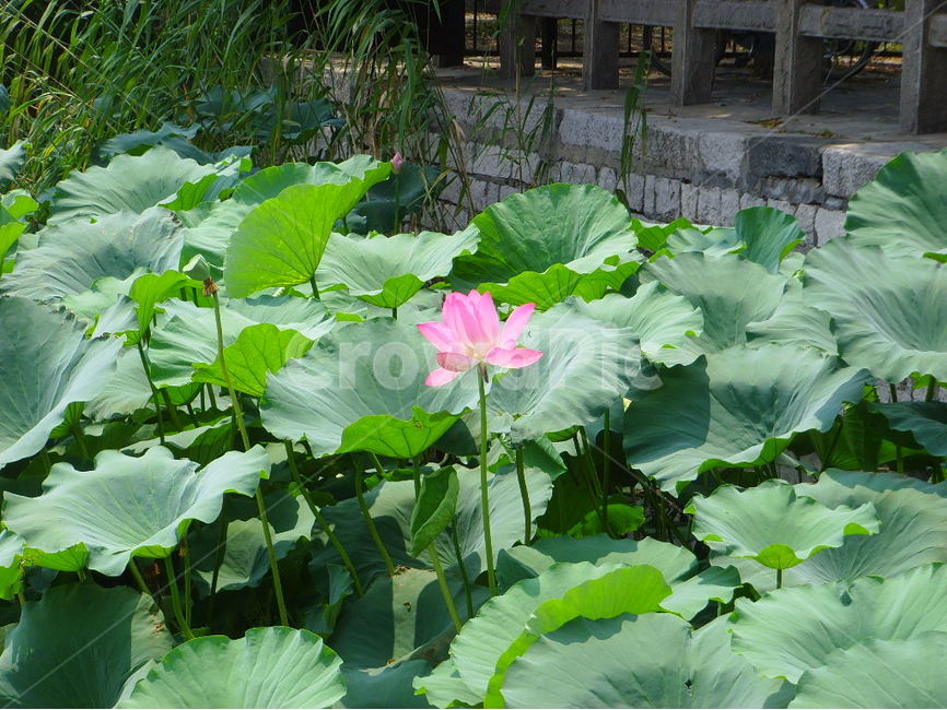 중국,제남,대명호,연꽃,분홍,식물,자연,plants,nature,꽃,flower