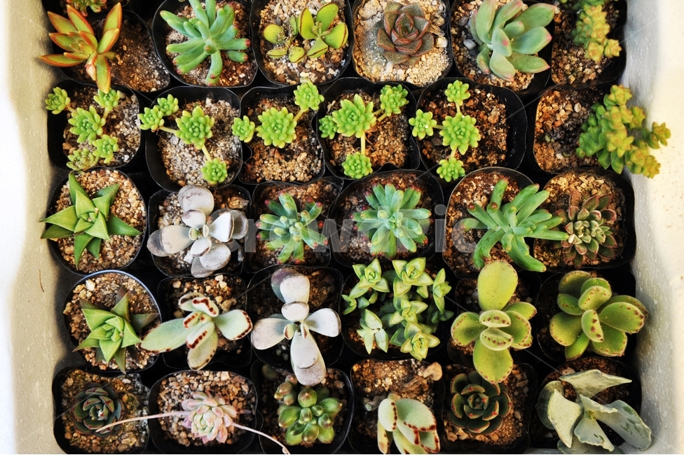 재래시장,상품,식물,화분용,다육식물,다육이,전통시장,식물,자연,plants,nature,실내용화초,화분,화초,house plant