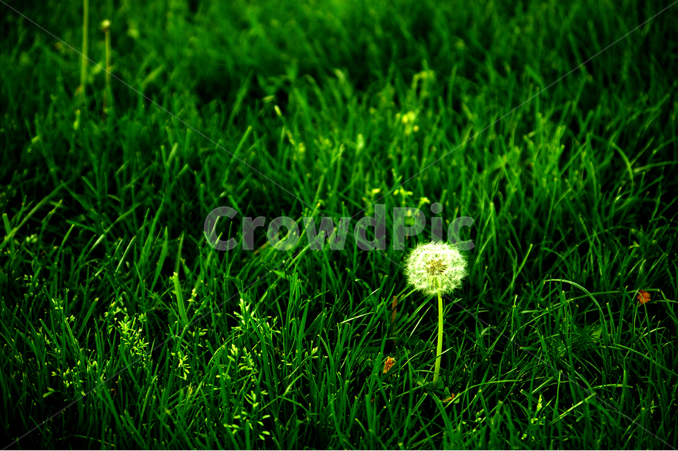 민들레,풍경,식물,초록,green,landscape,식물,자연,plants,nature