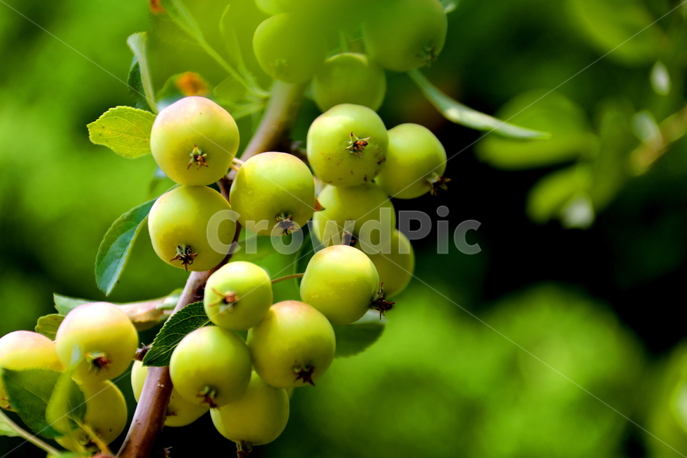 식물,사과,과일,열매,자연,식물,자연,plants,nature,과일,열매,fruit