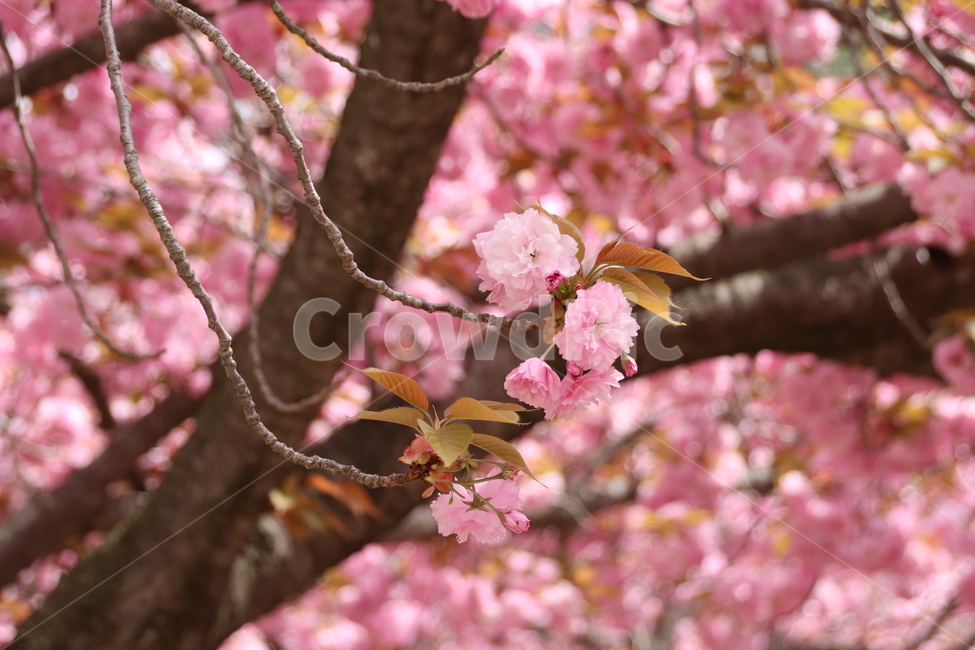 왕벚꽃,겹벚꽃,벚꽃,꽃,자연,봄,계절,spring,season,식물,자연,plants,nature,꽃,flower,plant