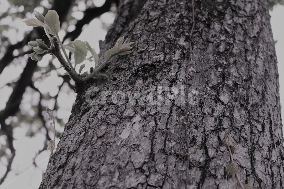 감나무,새싹,고목,새희망,나무,식물,자연,plants,nature,나무,trees,wood