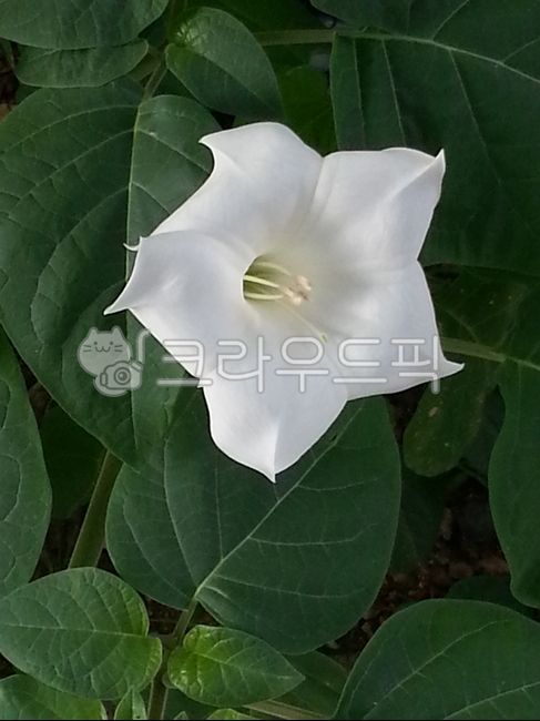devils flower,angel flower,white flower,angels trumpet,Lets fight,Datura,Datura white flower,datura