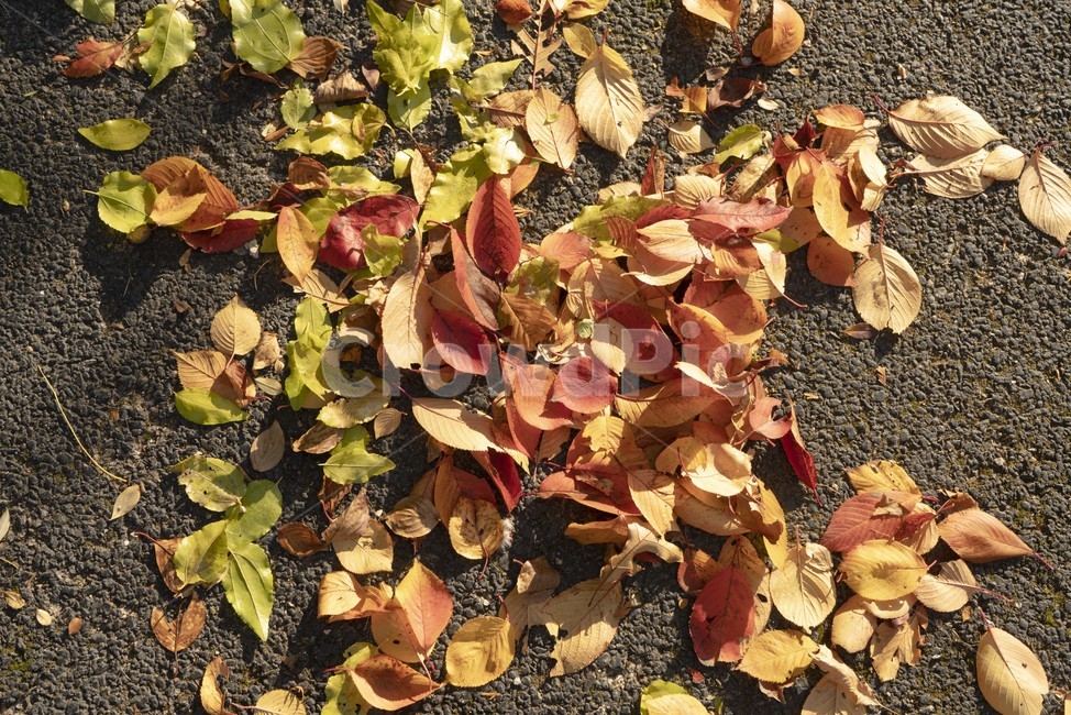 낙엽,단풍,가을,빛,나뭇잎,바닥,아스팔트,가을,계절,fall,autumn,season,leaf,잎,plant,식물