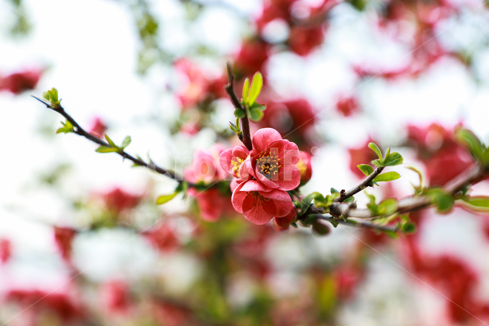 봄,꽃,식물,붉은,flower,식물,자연,plants,nature,꽃,flower