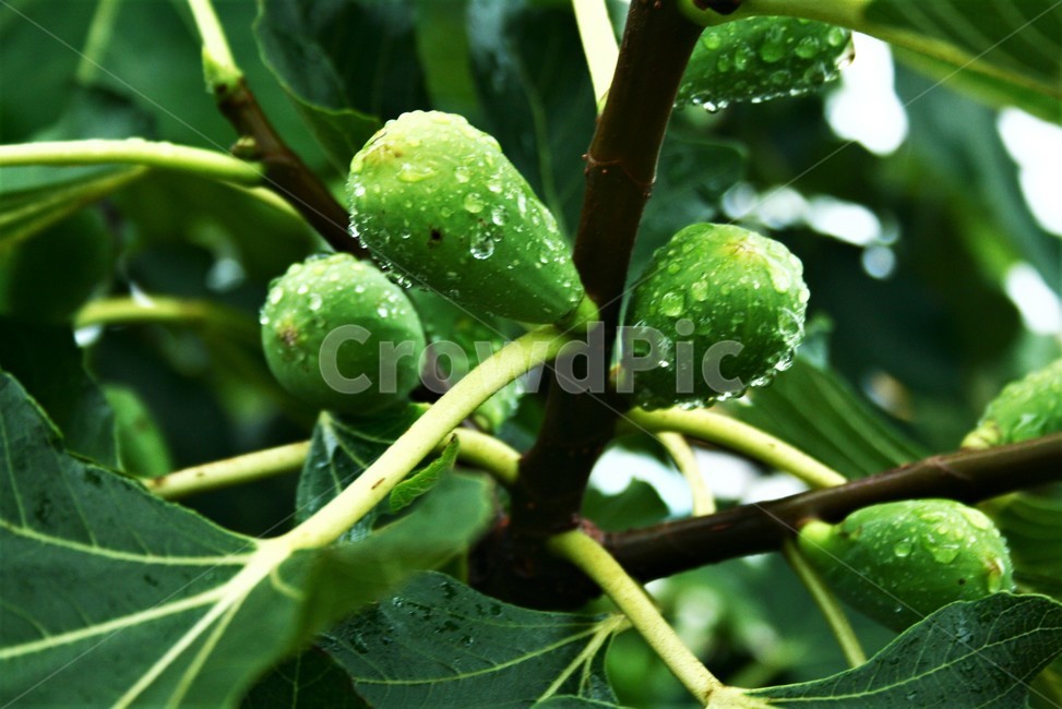 무화과,뽕나무과,지중해원산,재배식물,식용식물,식물,자연,plants,nature,과일,열매,fruit