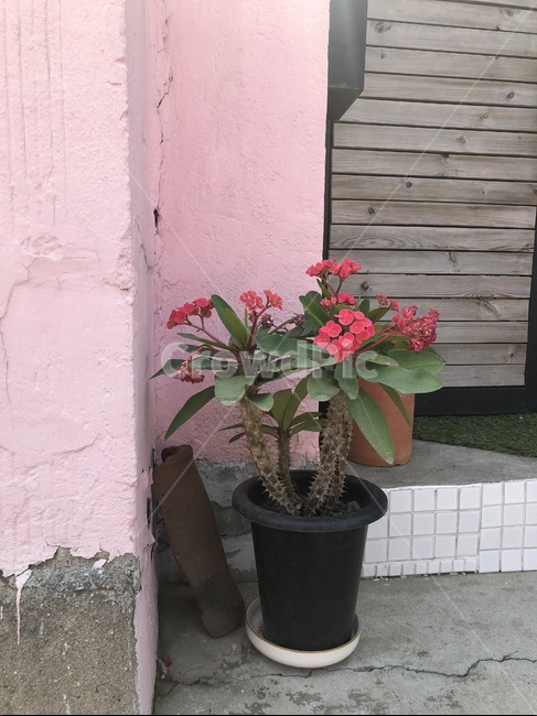 꽃,감성,향수,핑크,화분,pink,아날로그