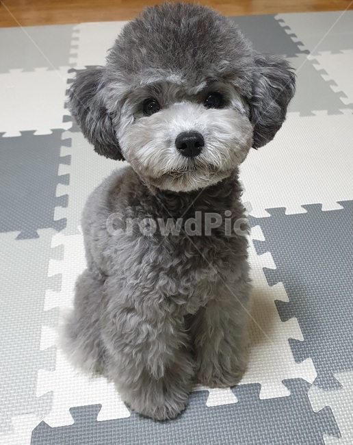 반려동물,강아지,푸들,반려견,동물