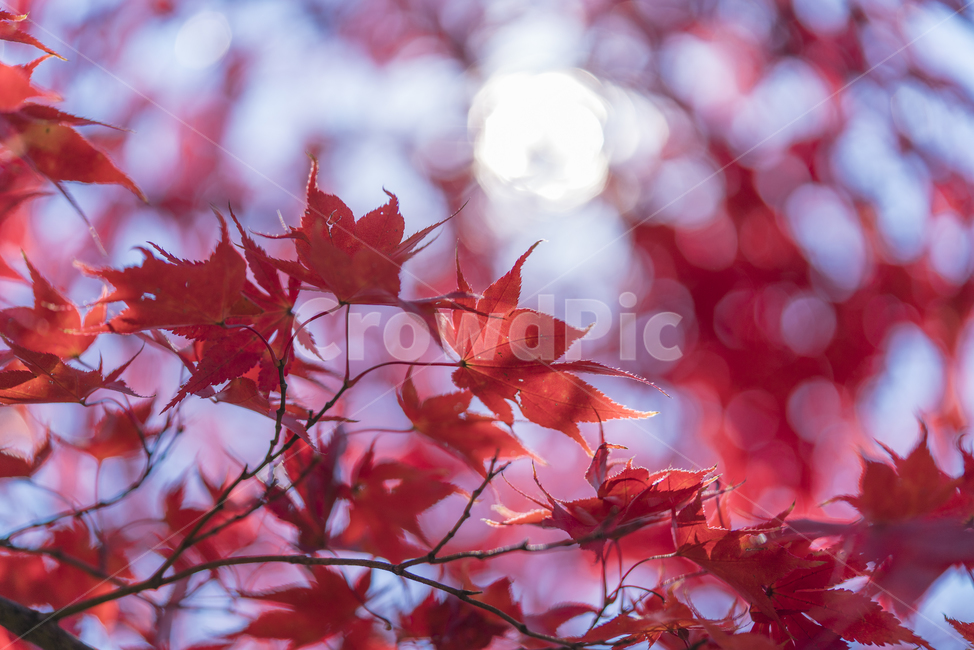 가을,낙엽,아침햇살,햇살,매크로,붉은납엽,가을,계절,fall,autumn,season,leaf,잎,plant,식물,tree,나무