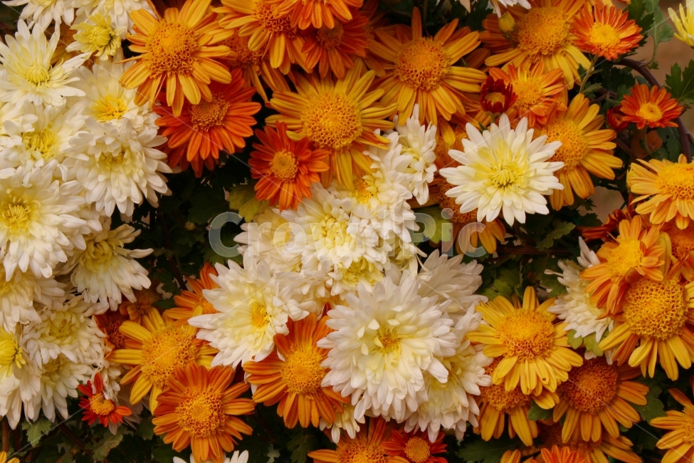 가을,꽃,감성사진,풍경,자연,풍경사진,국화,색감,하얀색,주황색,노란색,color,white,yellow,식물,자연,plants,nature,꽃,flower