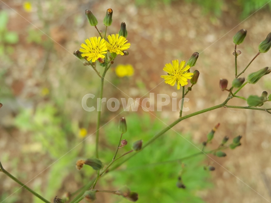 꽃,야생화,노랑꽃,자연,natural,flower,고들빼기,식물,plant,season,계절,가을꽃,식물,자연,plants,nature,꽃,flower