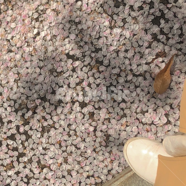 꽃잎,blossom,꽃,flower,plant,petal,식물,벚꽃,벚꽃잎,봄,spring