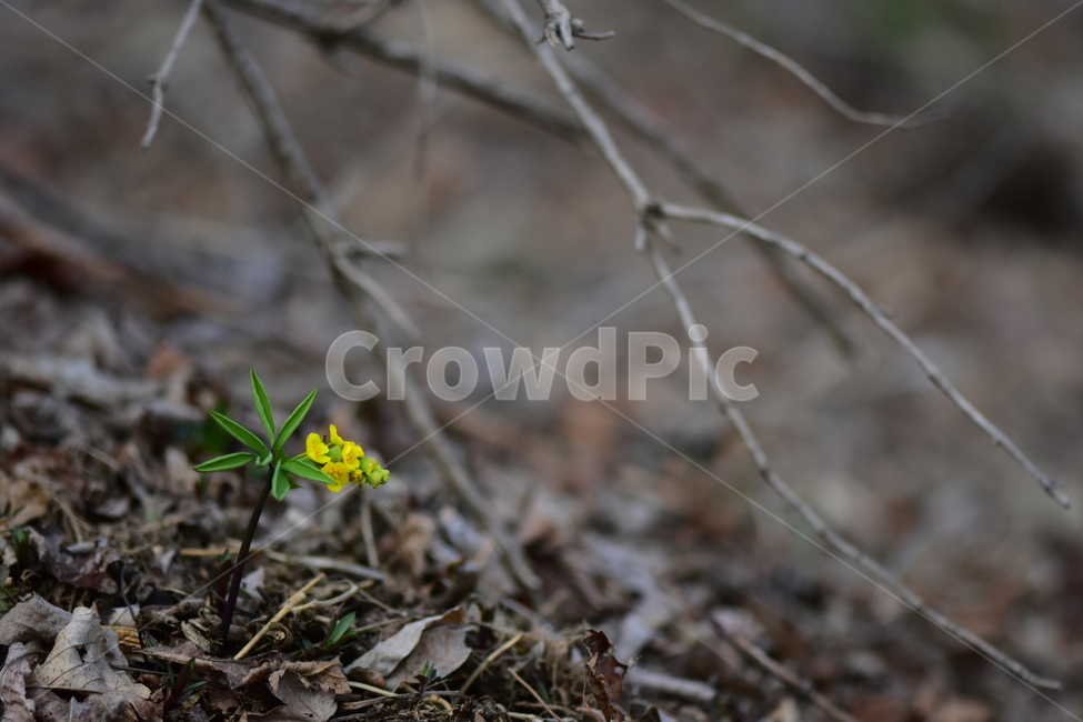 한계령풀,야생화,봄,꽃,풀꽃,자연,식물,식생,plants,nature,spring,season,flower