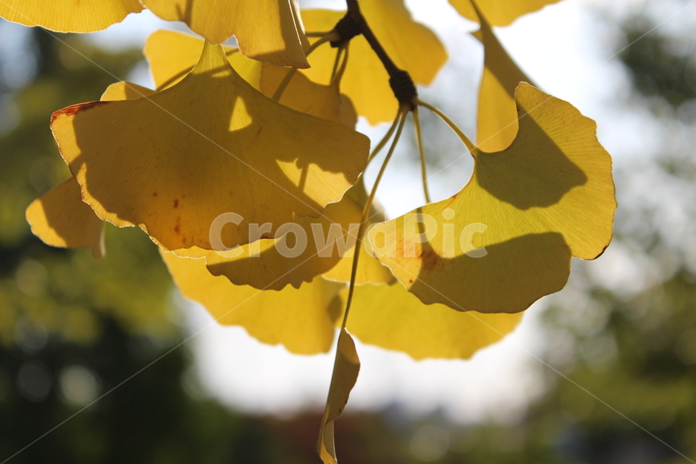 plant,식물,은행잎,잎,yellow,가을,계절,fall,autumn,season,leaf