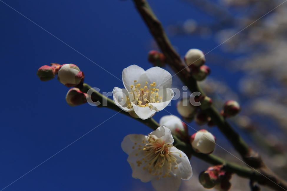 봄,벚꽃,꽃,spring,flower,cherryblossoms,봄,계절,spring,season,식물,자연,plants,nature,꽃,flower,plant