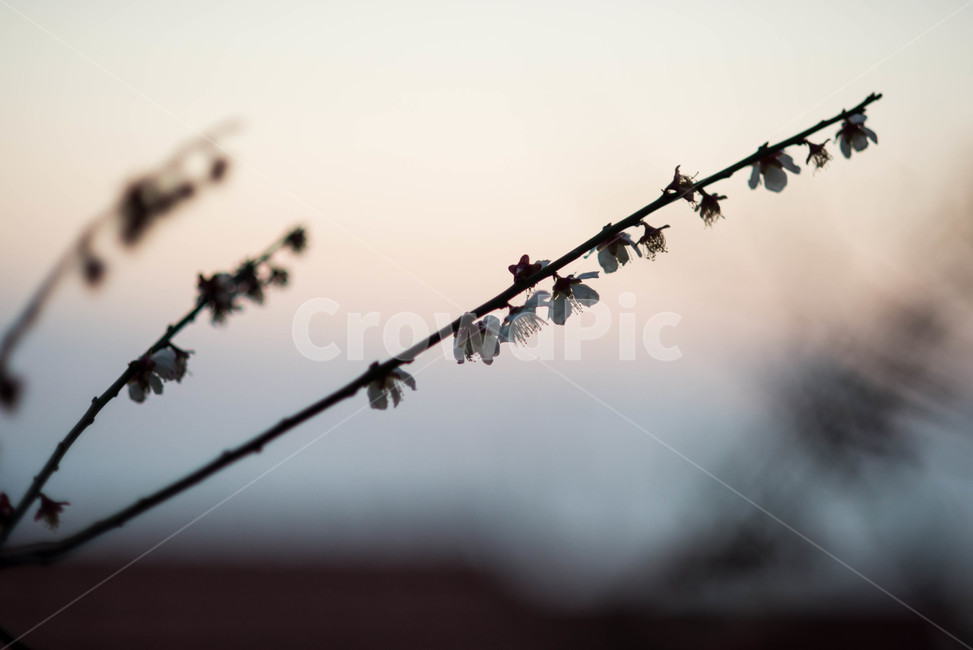 매화,봄,꽃,석양,저녁,식물,자연,plants,nature