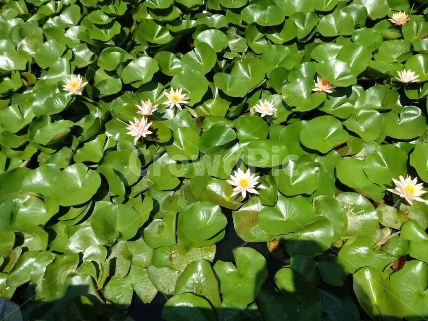 수련,다년생초본식물,수생식물,이판화,쌍자엽식물,자우련,waterlily