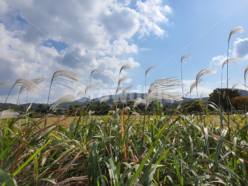 nature,자연,field,들,plant,식물,grass,잔디,grassland,목초지,outdoors,옥외,reed,하늘,sky,구름,cloud,가을,autumn,들판