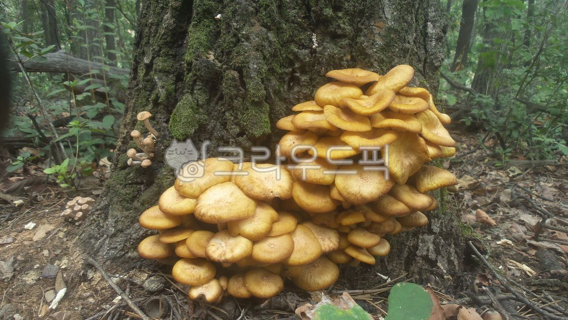 뽕나무버섯부치,뽕나무,개암나무버섯,버섯,식용버섯,약용버섯,야생버섯