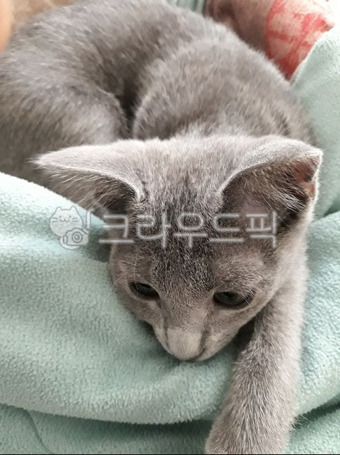 고양이,cat,러시안블루,cute,애완동물
