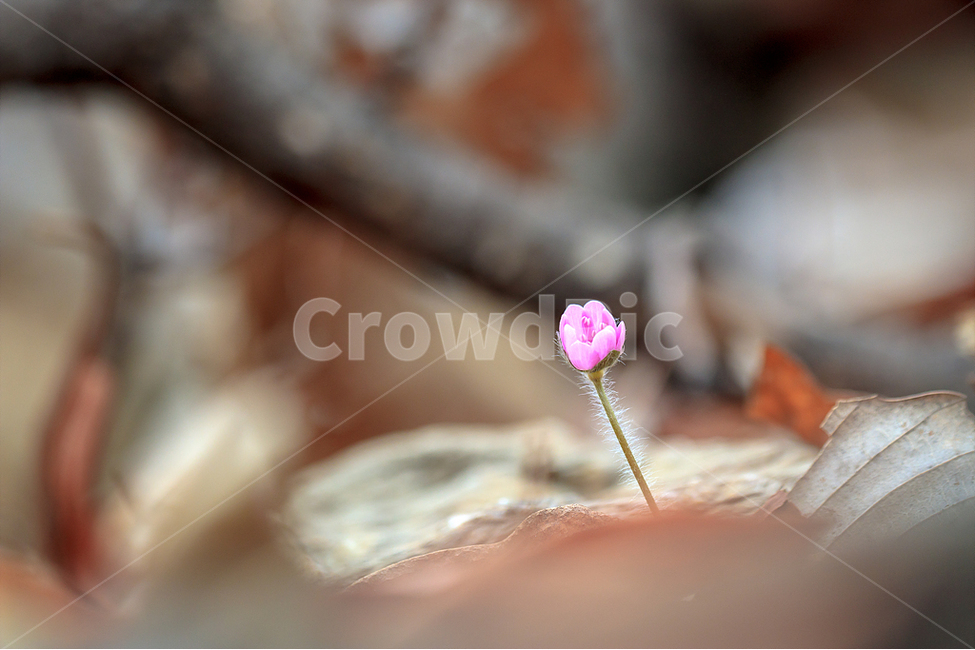 봄,노루귀,야생화,수리산,봄꽃,식물,자연,plants,nature,꽃,flower