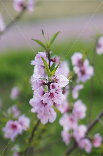 복사꽃,연핑크,길가,봄,해,봄,계절,spring,season,식물,자연,plants,nature,꽃,flower,plant