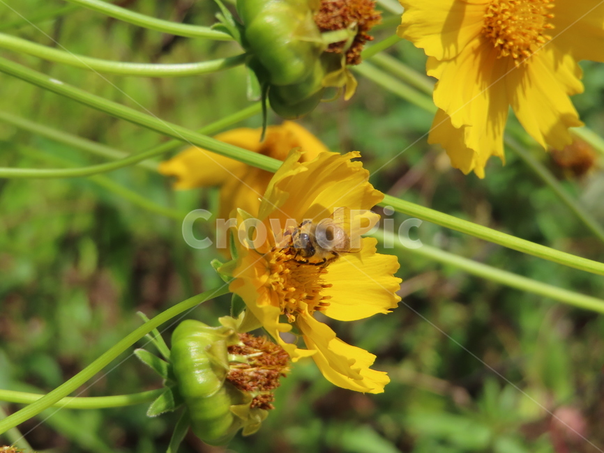노란색,노란꽃,꿀벌,아름다움,식물,벌레,날벌레,공원,yellow,yellowflowers,honeybees,beauty,plants,bugs,flyingworms,parks