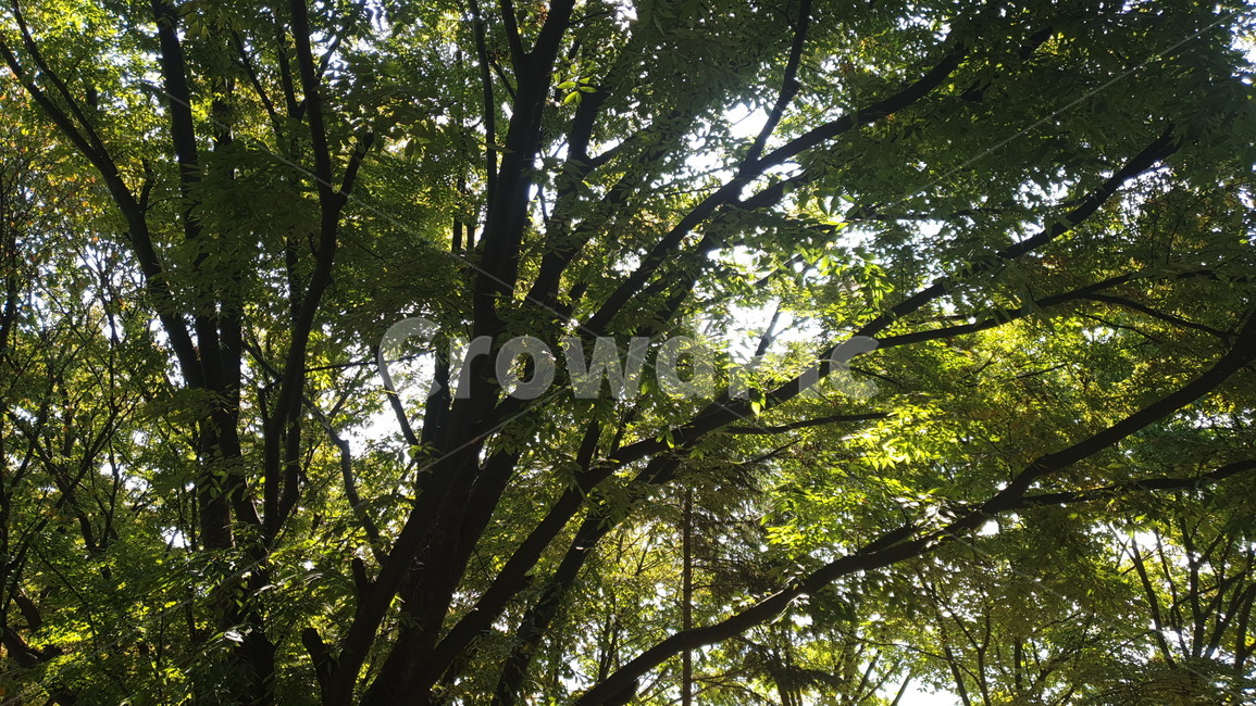 tree,나무,plant,식물,빛,역광,식물,자연,plants,nature,나무,trees,wood
