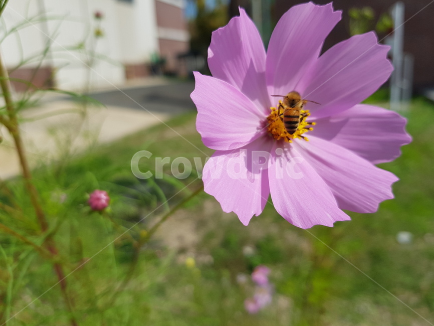 가을,코스모스,벌,자연,cosmos,꽃,가을,계절,fall,autumn,season,식물,자연,plants,nature,꽃,flower,동물,animal,곤충,벌레,insect,bug,plant,invertebrate,무척추 동물,bee,honey bee,꿀벌,geranium,제라늄,blossom
