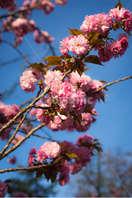 꽃,나무,벚꽃,하늘,겹벚꽃,봄,계절,spring,season,식물,자연,plants,nature,꽃,flower,plant,blossom