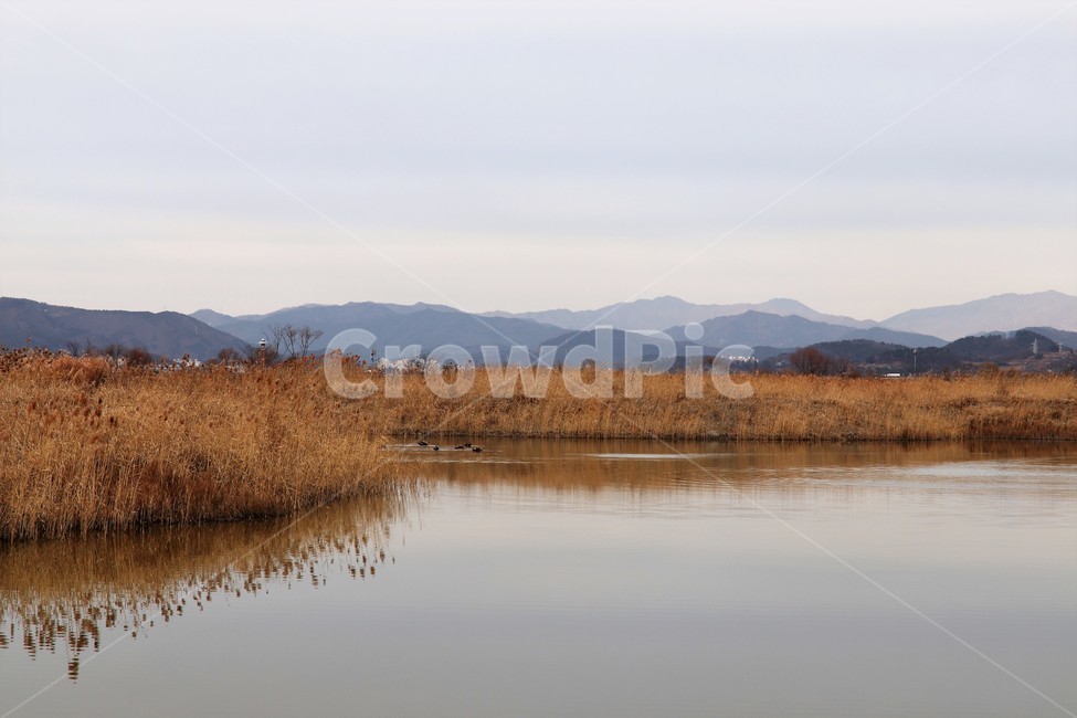 갈대,순천만,가을갈대,가을풍경,호수,나무,가을,계절,fall,autumn,season,자연,풍경,nature,landscape,water,물,outdoors,옥외,land,땅