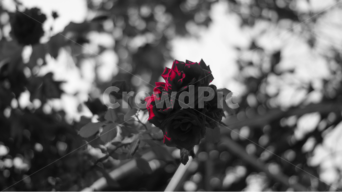 장미,꽃,흑백,빨간장미,대비,redrose,flower,rose,blackandwhite,contrast,black,focus,red,mood,warm,color,colorful,natural,식물,자연,plants,nature,꽃,flower,흑백,모노톤,monochrome,black and white