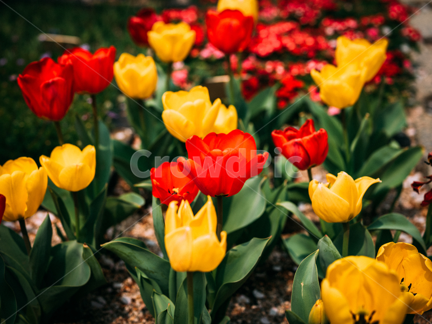봄,봄꽃,꽃,튤립,튜울립,계절,tulip,flower,spring,식물,자연,plants,nature,꽃,flower