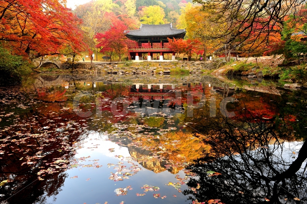백양사,단풍,사진명소,여행,내장산,정읍,가을,계절,fall,autumn,season,자연,풍경,nature,landscape,한국자연풍경,한국자연경관,korea nature landscape,한국전통,한국문화,korean traditional,korean culture