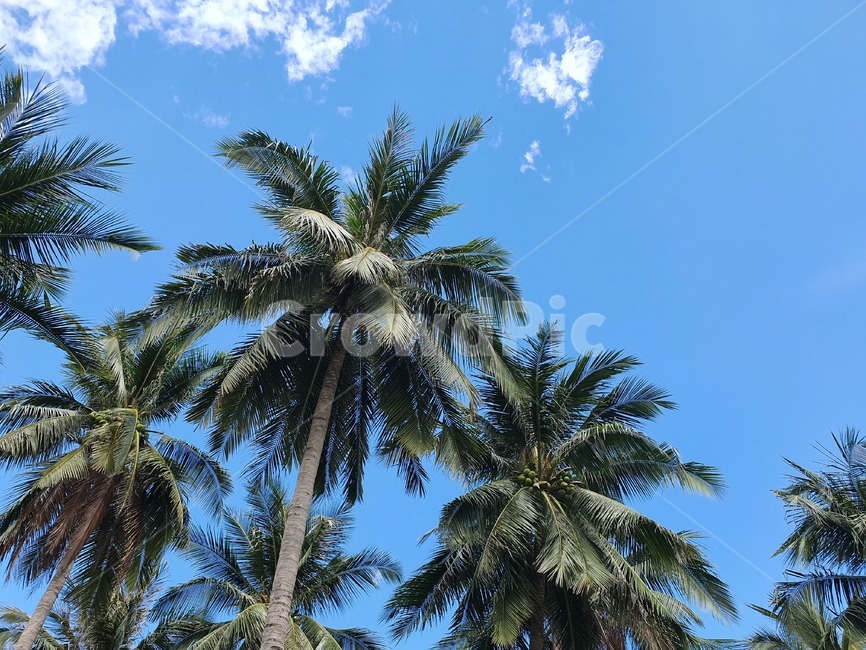 하늘,여름,나무,summer,휴양지,파란,sky,야자수