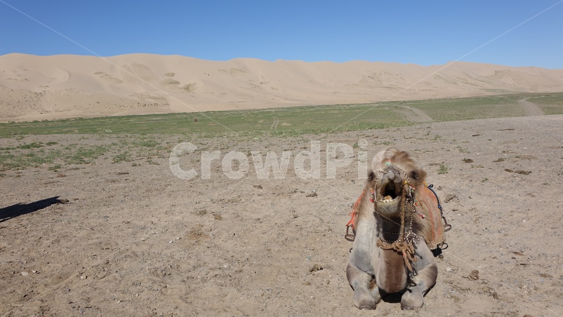 자연,모래,모래언덕,낙타,camel,sand,dune,nature