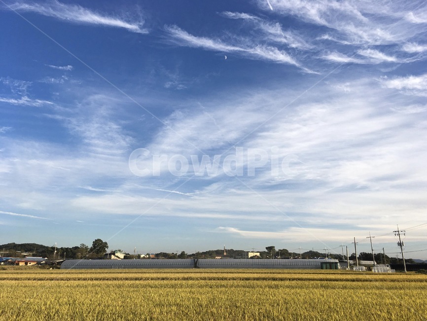 들,가을,논밭,추수,하늘,자연,풍경,감성,nature,harvest,구름,시골,fall,sky,농업,농사,agriculture,farming,farming industry