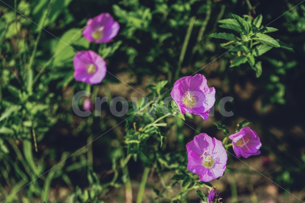 꽃,휴식,힐링,식물,자연풍경,봄,여름,길,감성,감성사진,식물,자연,plants,nature,꽃,flower