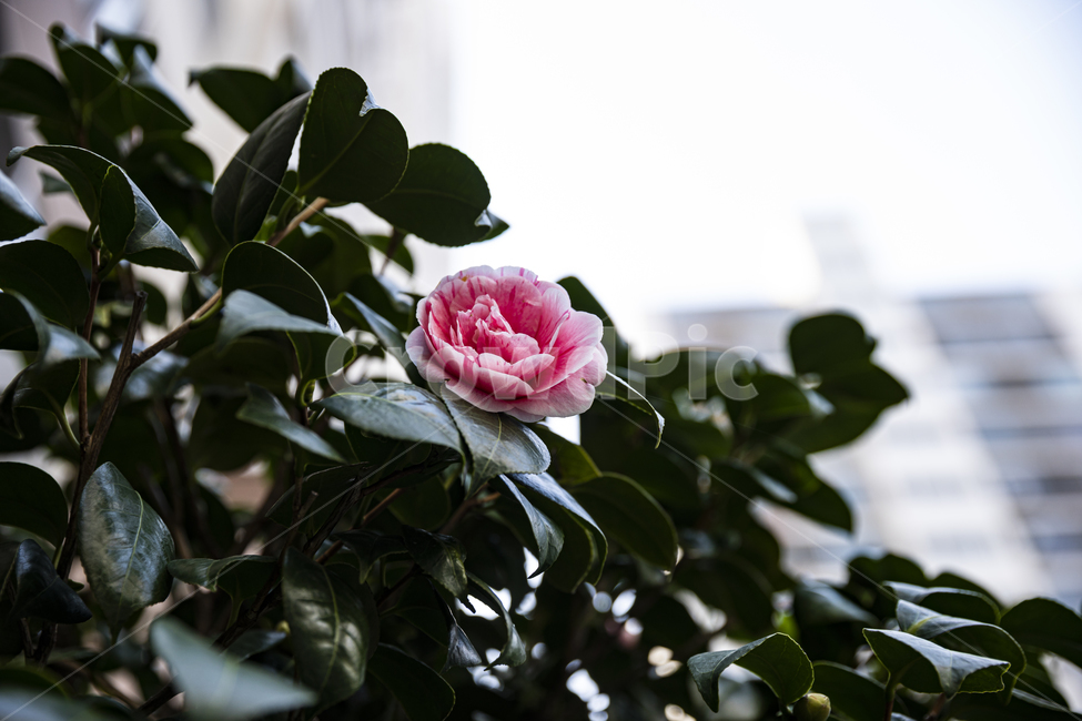 plant,식물,blossom,꽃,flower,동백꽃,자연