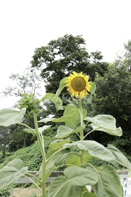 plant,식물,flower,꽃,해바라기,sunflower,싱그러움,자연,따듯함,nature,plants,노란색,yellow