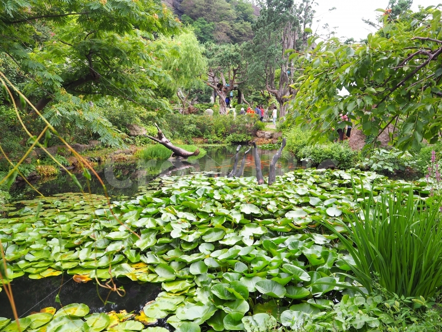 예림원,울릉도,자연,풀,연두색,자연,풍경,nature,landscape,outdoors,옥외,land,땅,water,물