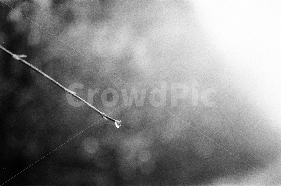 흑백,아침,이슬,물방울,자연,식물,자연,plants,nature,흑백,모노톤,monochrome,black and white