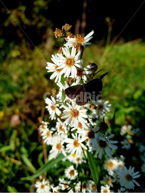 plant,식물,pollen,꽃,야생화,식물,자연,plants,nature,꽃,flower
