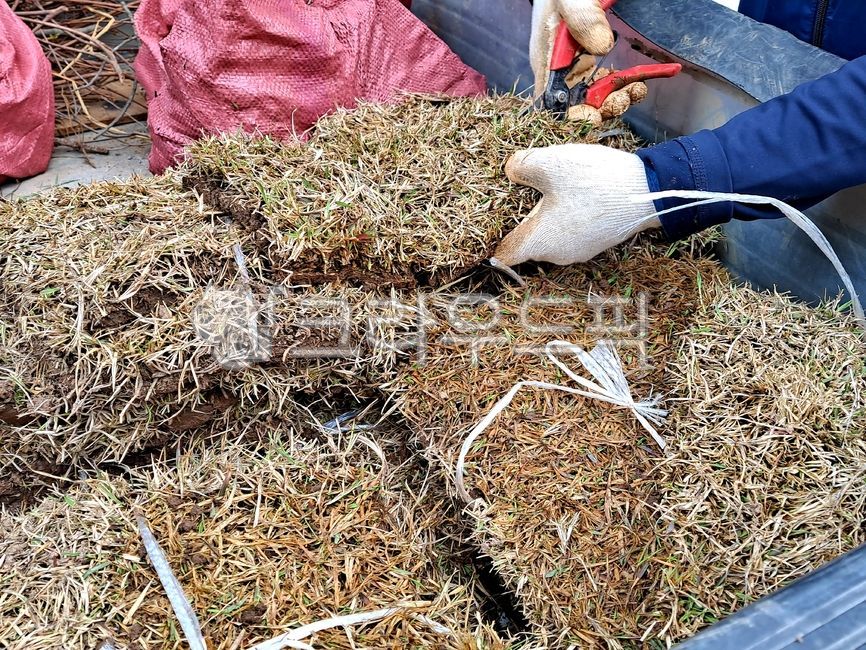 work gloves,truck,natural grass,soil,lawn shears,gardening shears,spring,grass,creating a garden,land,hand,bundle of grass,green,nature,work,arbor day,sleeveless,making flower beds,landscaping,gardener,flower,labor,scissors,cutting grass,person,planting g
