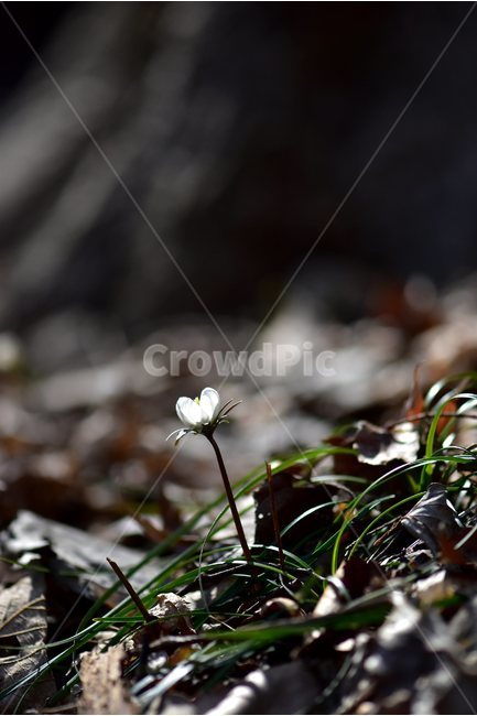 변산바람꽃,2018년,3월,야생화,꽃,생태,식물,자연,들꽃,산꽃,봄,감성,힐링,플라워,계절,시즌,wild,Flower,plants,nature,spring,season,배경,나무,목본,풀,초본,미나리아재비과,너도바람꽃속,flower,생태사진,봄꽃,변산,원조,자생지,오리지널,봄,계절,spring,season,식물,자연,plants,nature,꽃,flower,plant