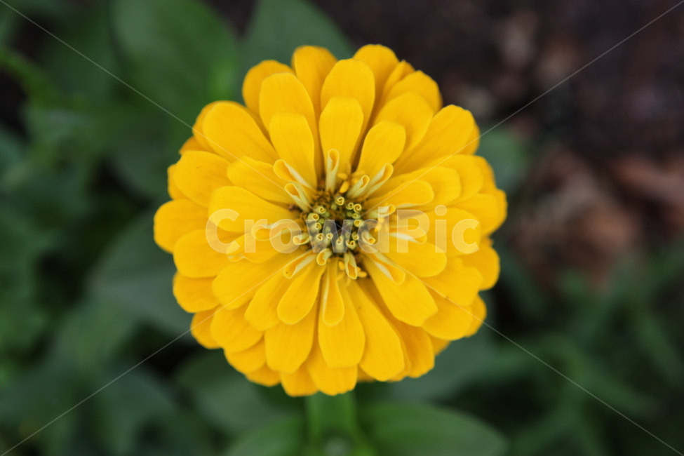 식물,꽃,수목원,여름,flower,식물,자연,plants,nature,꽃,flower