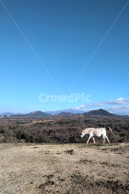 자연,nature,언덕,hill,하늘,sky,말,horse,동물,animal
